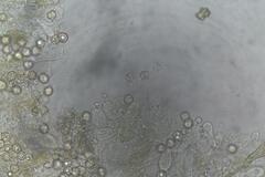 Entoloma austrorhodocalyx