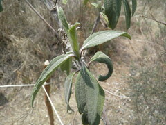 Aldama buddlejiformis