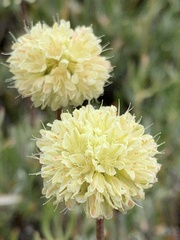 Eriogonum douglasii
