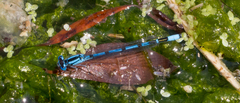 Enallagma cyathigerum