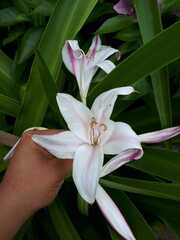 Crinum bulbispermum