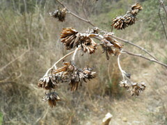 Aldama buddlejiformis