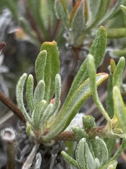 Eriogonum douglasii