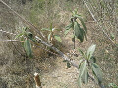 Aldama buddlejiformis