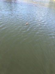 Ondatra zibethicus osoyoosensis