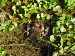 Rhinella atacamensis