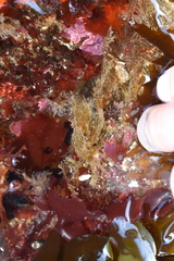 Abietinaria