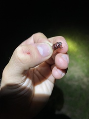 Eucanthus lazarus