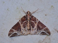 Ecliptopera rectilinea