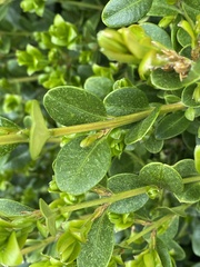 Eurytetranychus buxi