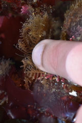 Abietinaria