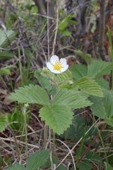 Fragaria orientalis
