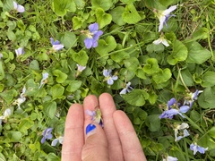 Eurytetranychus buxi