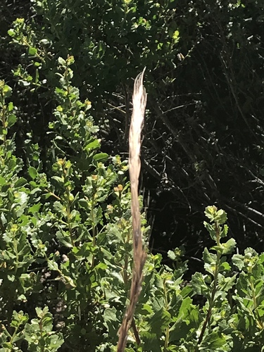 iNaturalist observation photo of blue wild rye