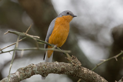 Melaenornis semipartitus