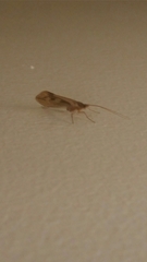 Platycentropus radiatus