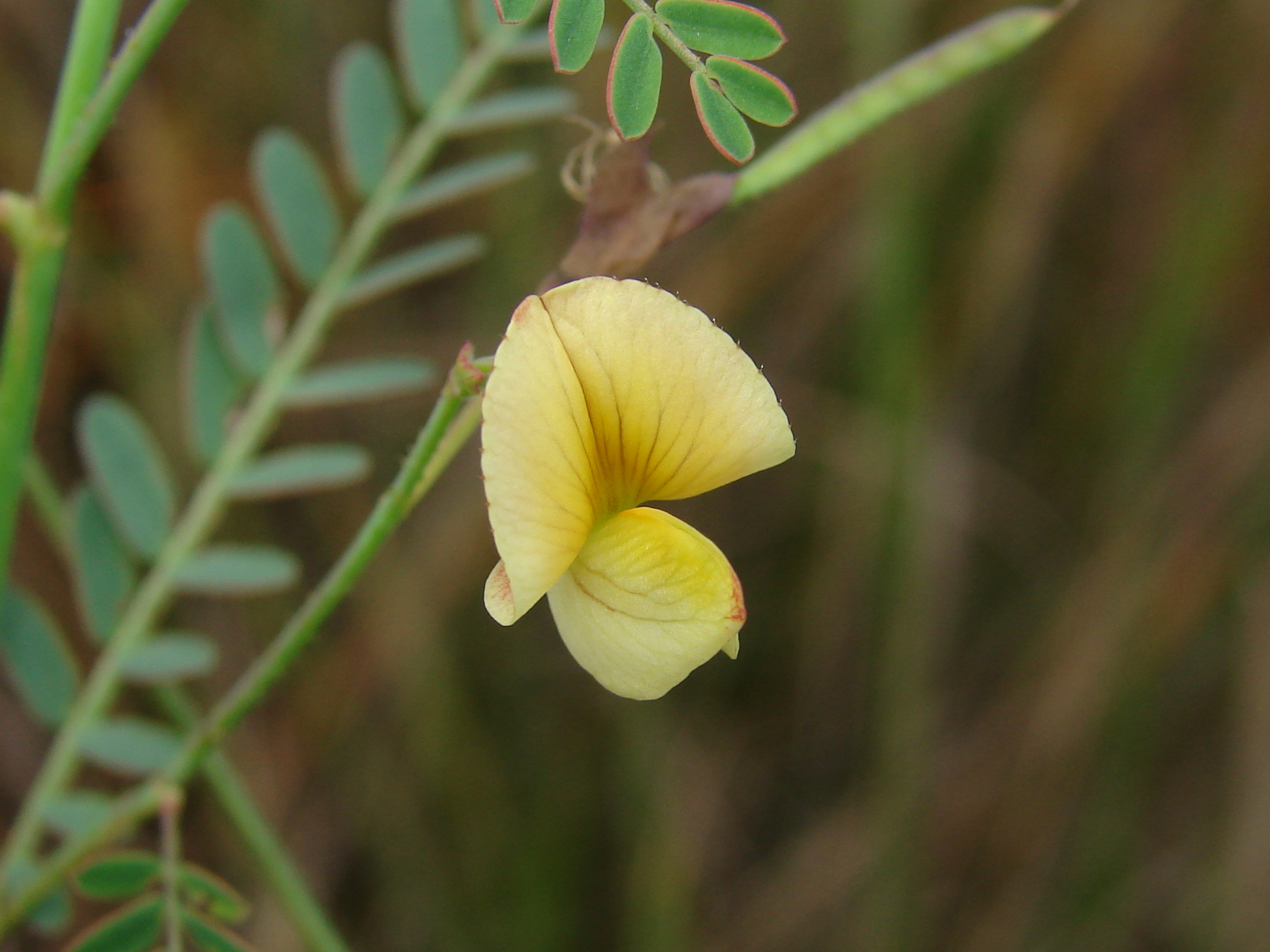 Aeschynomene pratensis
