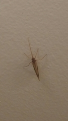 Platycentropus radiatus