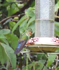 Coeligena helianthea