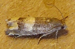 Epiblema boxcana