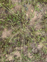 Plagiobothrys tenellus