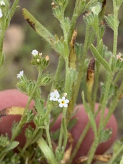 Plagiobothrys tenellus