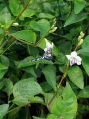 Jemadia menechmus
