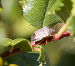 Holcostethus abbreviatus