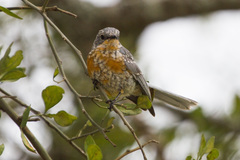 Melaenornis semipartitus