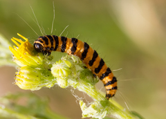 Tyria jacobaeae