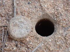 Hoggicosa