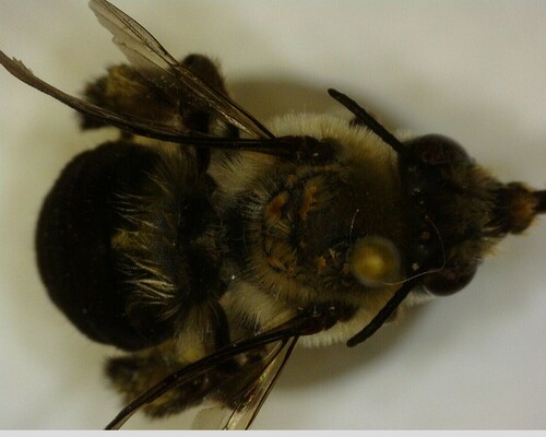 iNaturalist observation photo of Synhalonia