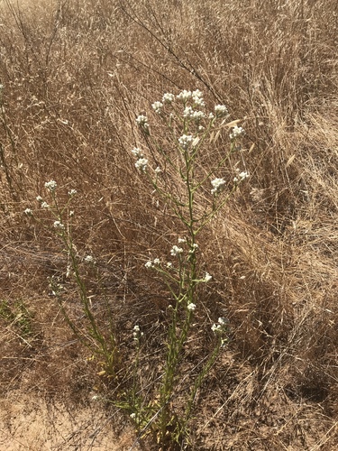 iNaturalist observation photo of California cudweed