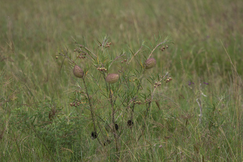 Gomphocarpus kaessneri image