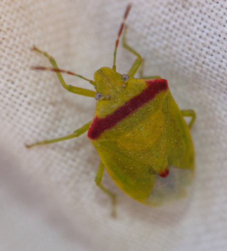 Red-shouldered Stink Bug (Thyanta pallidovirens) photo 3