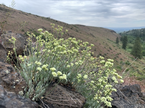 Blue Mountain buckwheat (Eriogonum strictum)