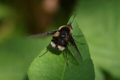Bombylius varius