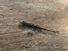 Brentus anchorago