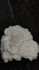 Oligoporus