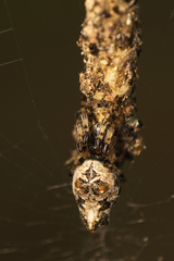 Cyclosa walckenaeri