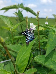 Jemadia menechmus