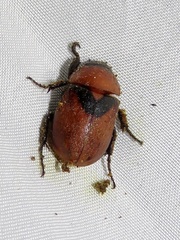 Cyclocephala nigrobasalis