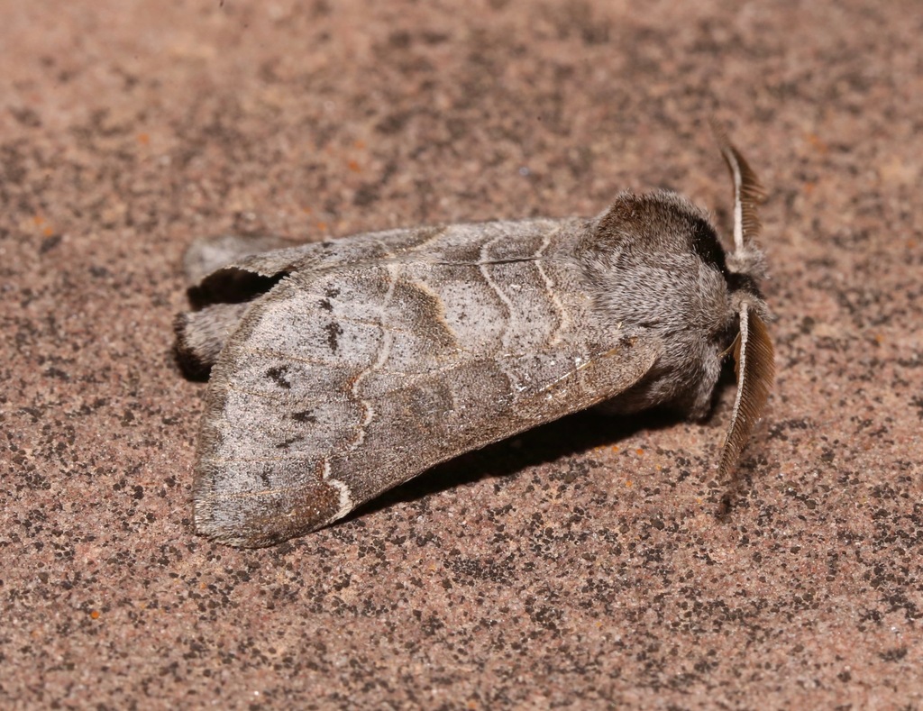 Clostera paraphora