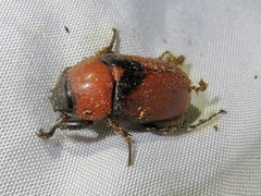 Cyclocephala nigrobasalis