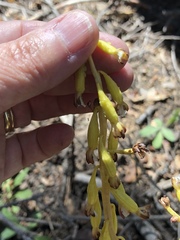 Corallorhiza maculata