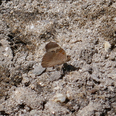 Junonia grisea