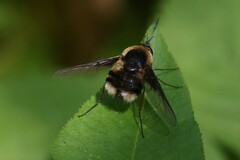 Bombylius varius