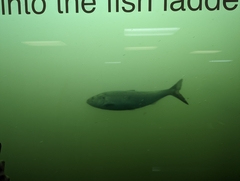 Alosa sapidissima
