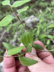 Philadelphus texensis