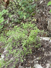 Philadelphus texensis